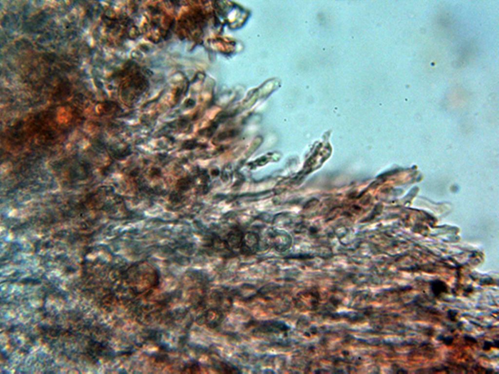 Hyphodontia microspora?